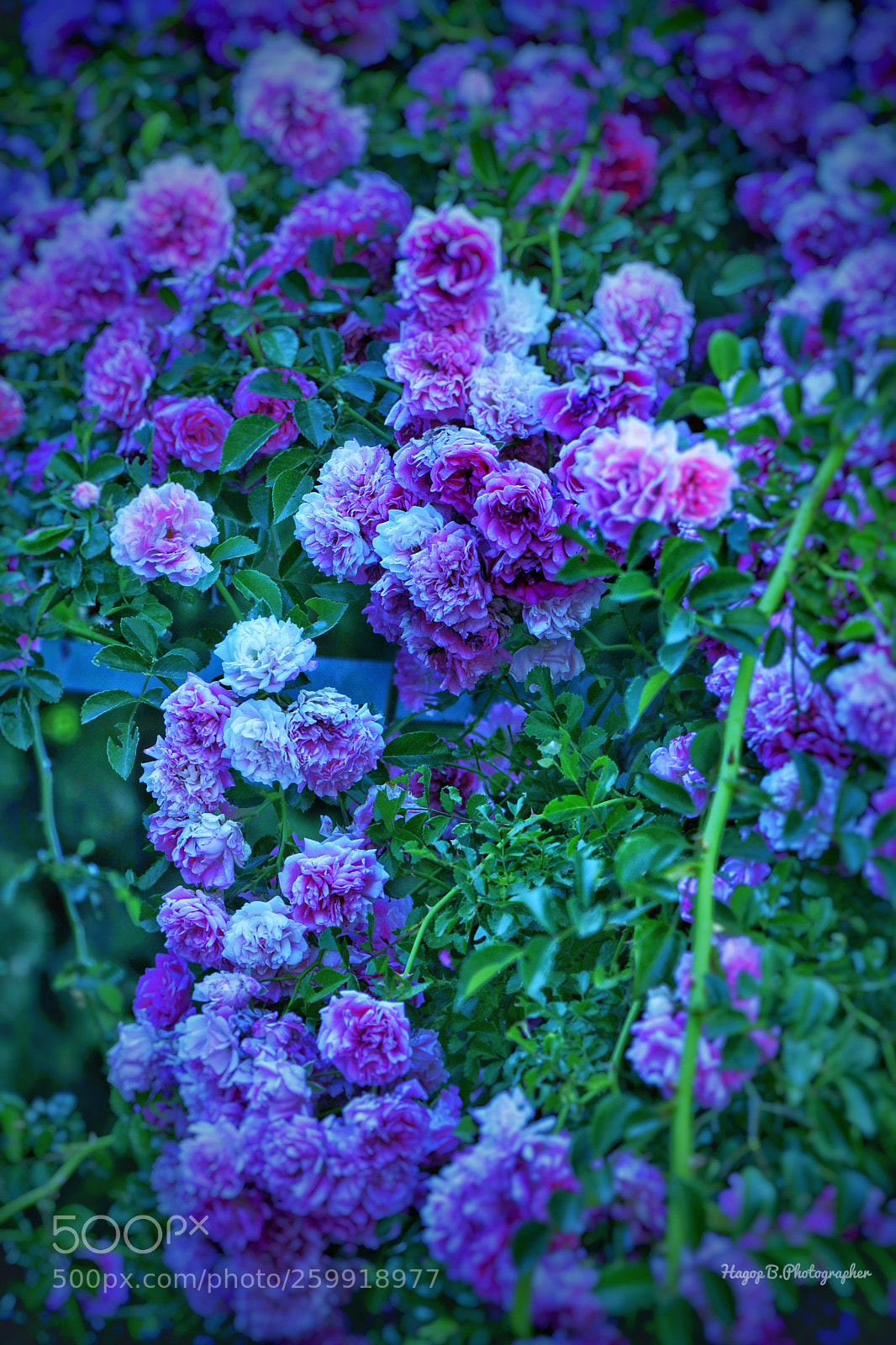 Canon EOS 80D sample photo. The violet photography