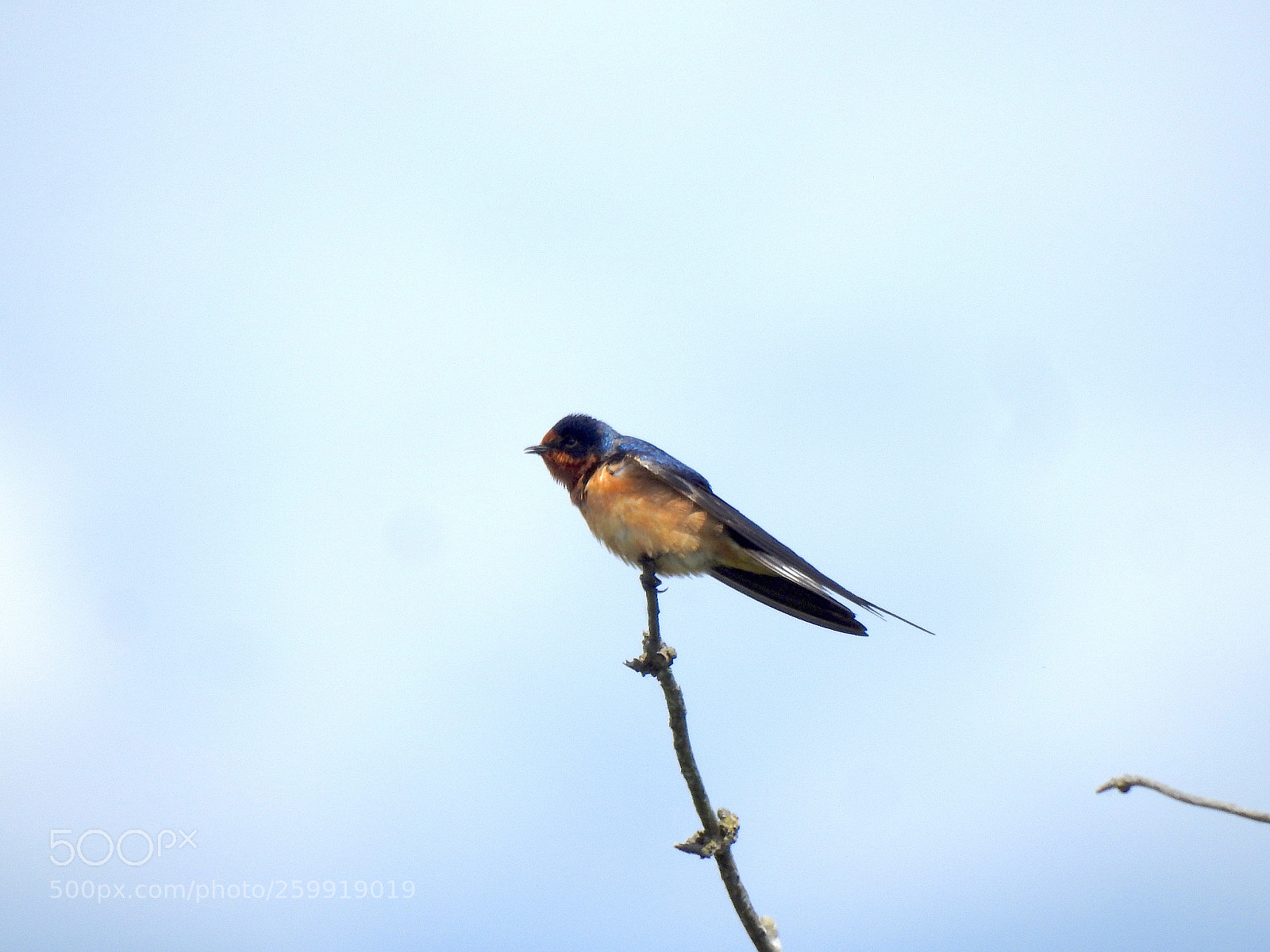 Nikon Coolpix P900 sample photo. Barn swallow photography