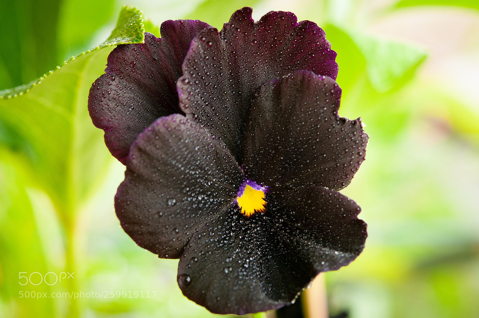 Nikon D300S sample photo. Black pansy photography