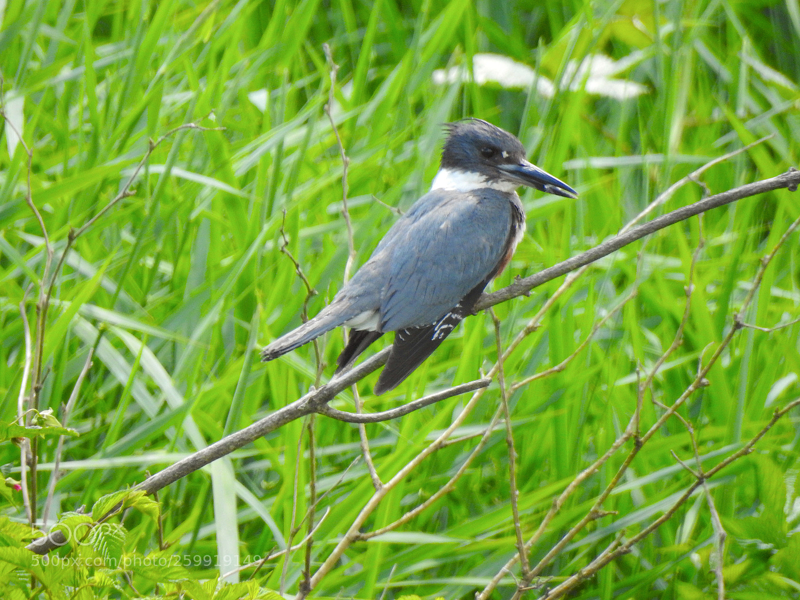 Nikon Coolpix P900 sample photo. Belted kingfisher photography