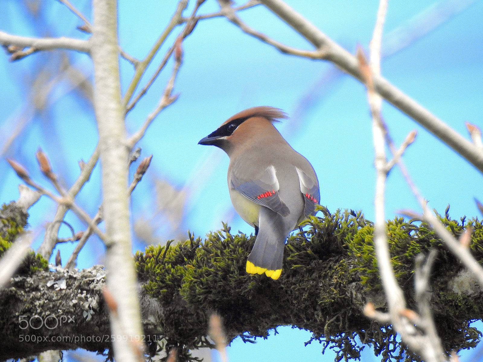 Nikon Coolpix P900 sample photo. Cedar waxwing photography