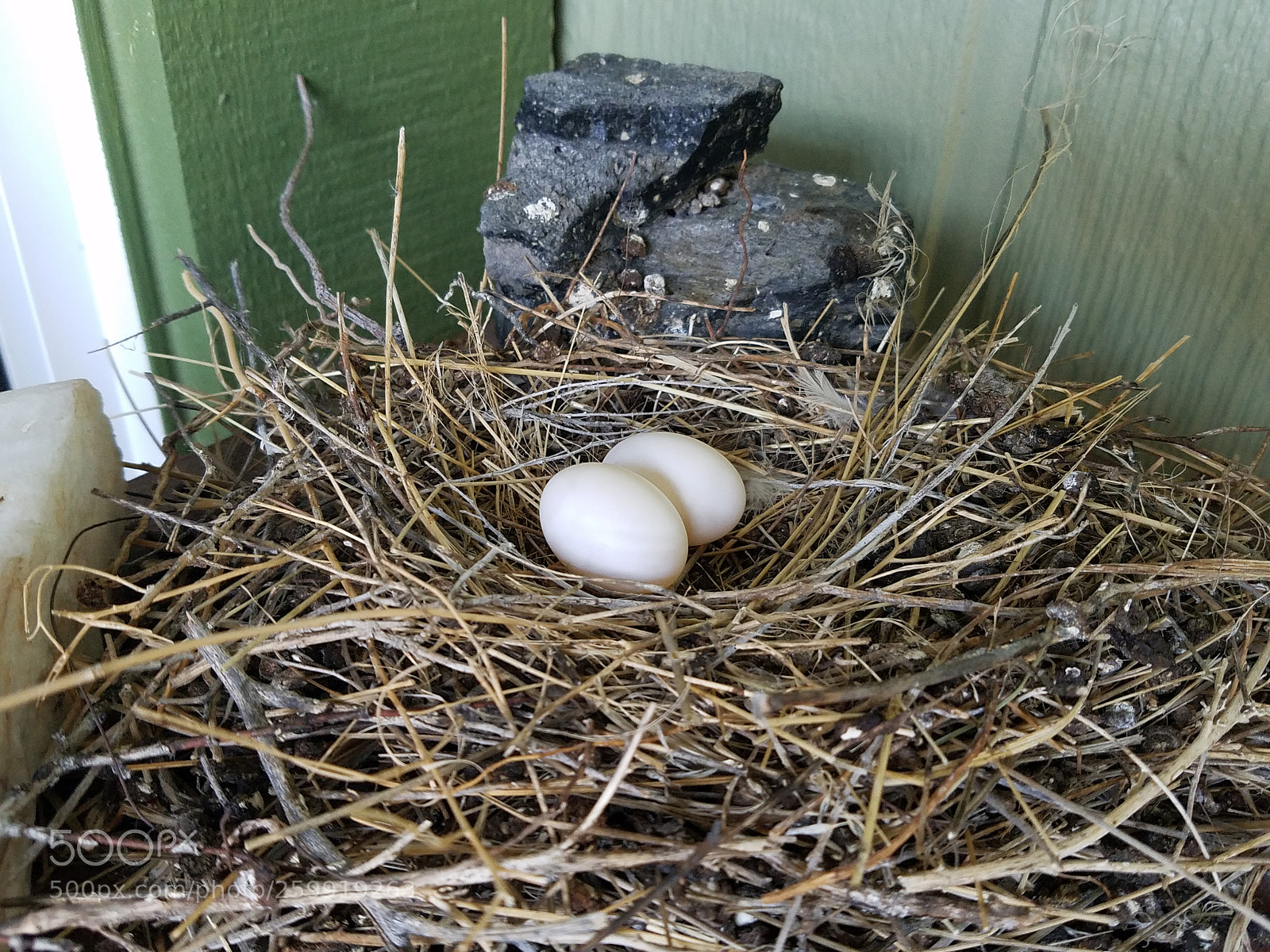 Samsung Galaxy S7 sample photo. Dove eggs photography
