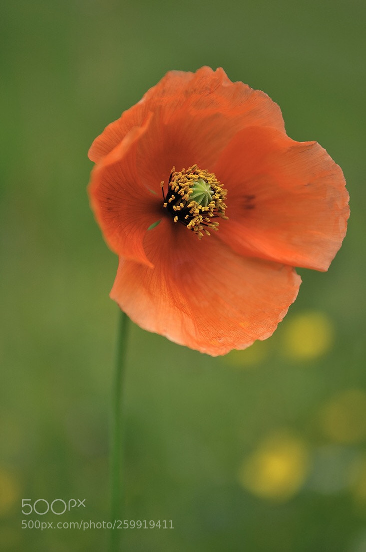 Nikon D300 sample photo. Blooming time photography