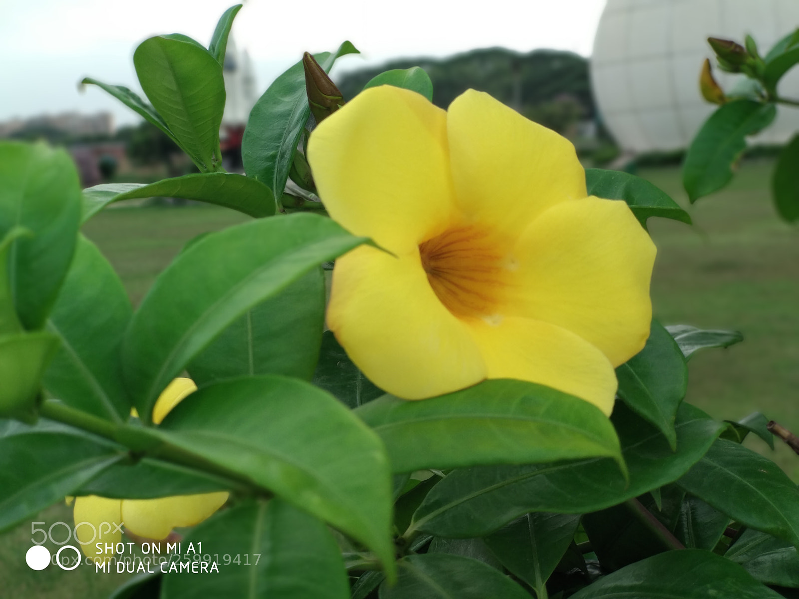 Xiaomi Mi A1 sample photo. Img_20180508_162029.jpg photography
