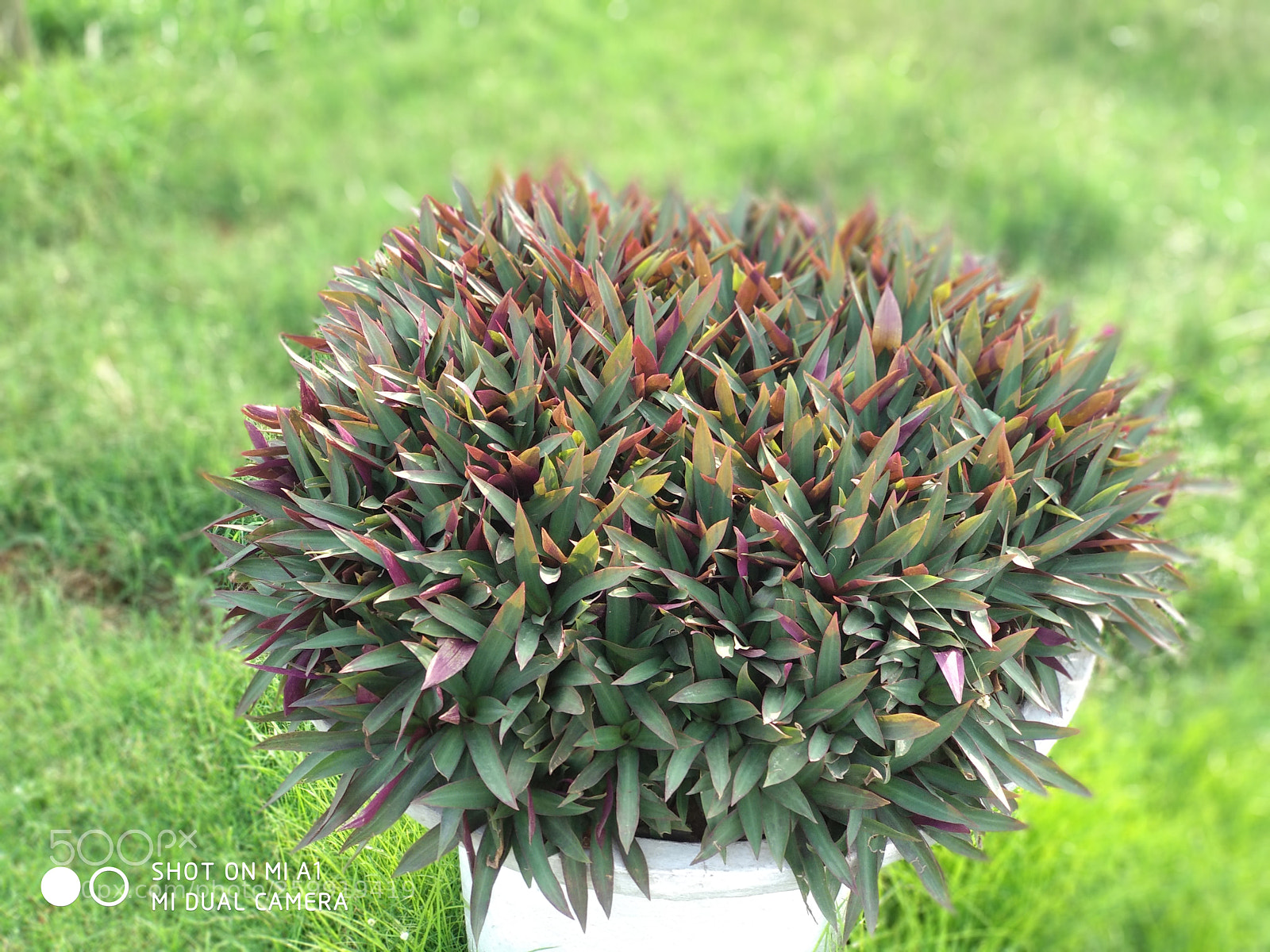 Xiaomi Mi A1 sample photo. Img_20180508_161846.jpg photography