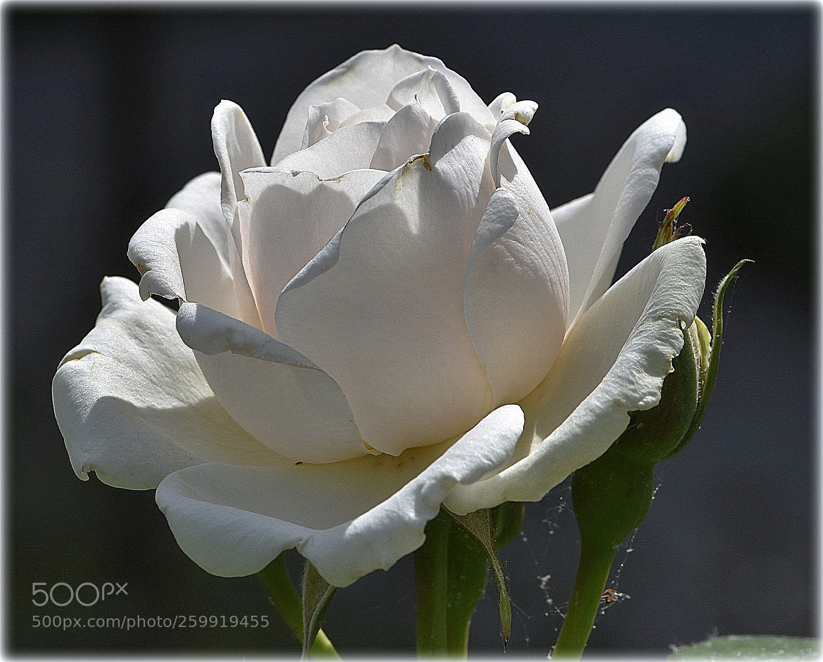 Nikon D7200 sample photo. "duchess of wales" photography