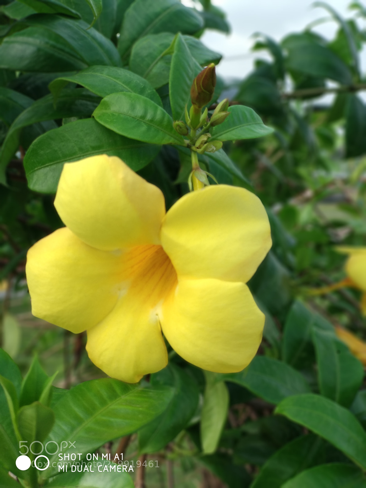Xiaomi Mi A1 sample photo. Img_20180508_160441.jpg photography