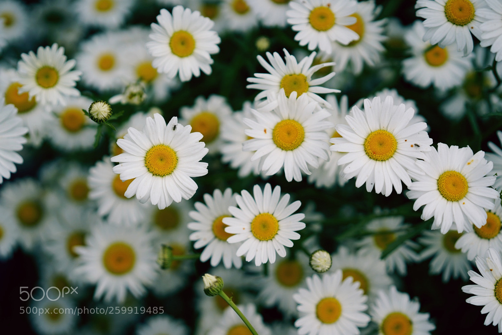 Sony a7 III sample photo. Untitled photography
