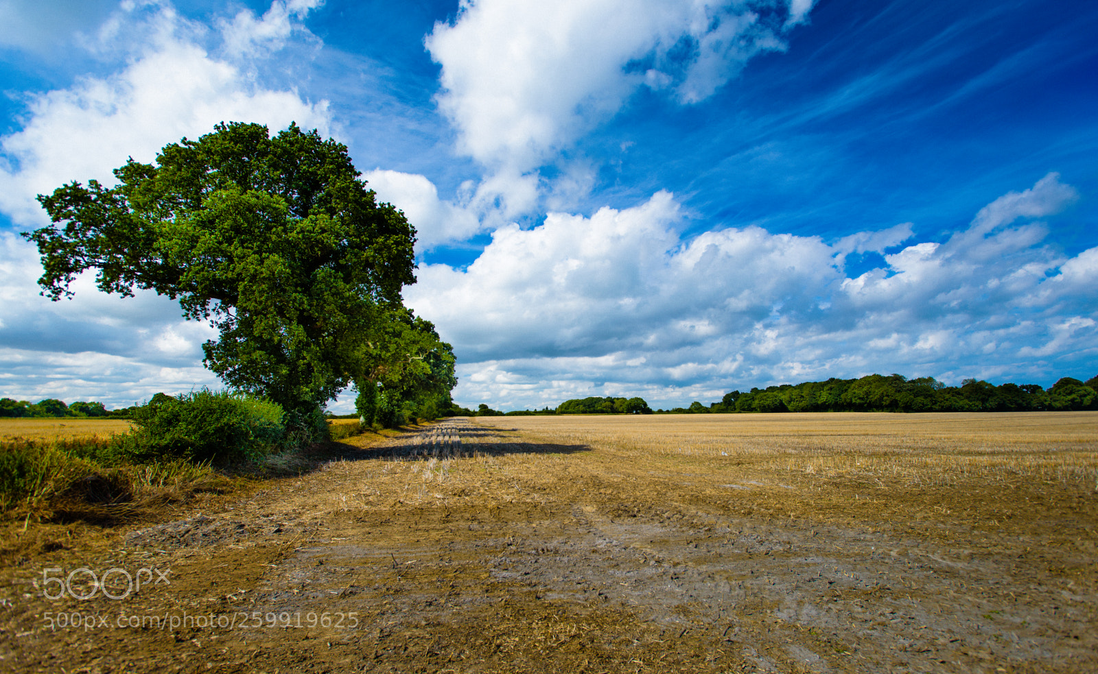 Nikon D750 sample photo. Tree line photography