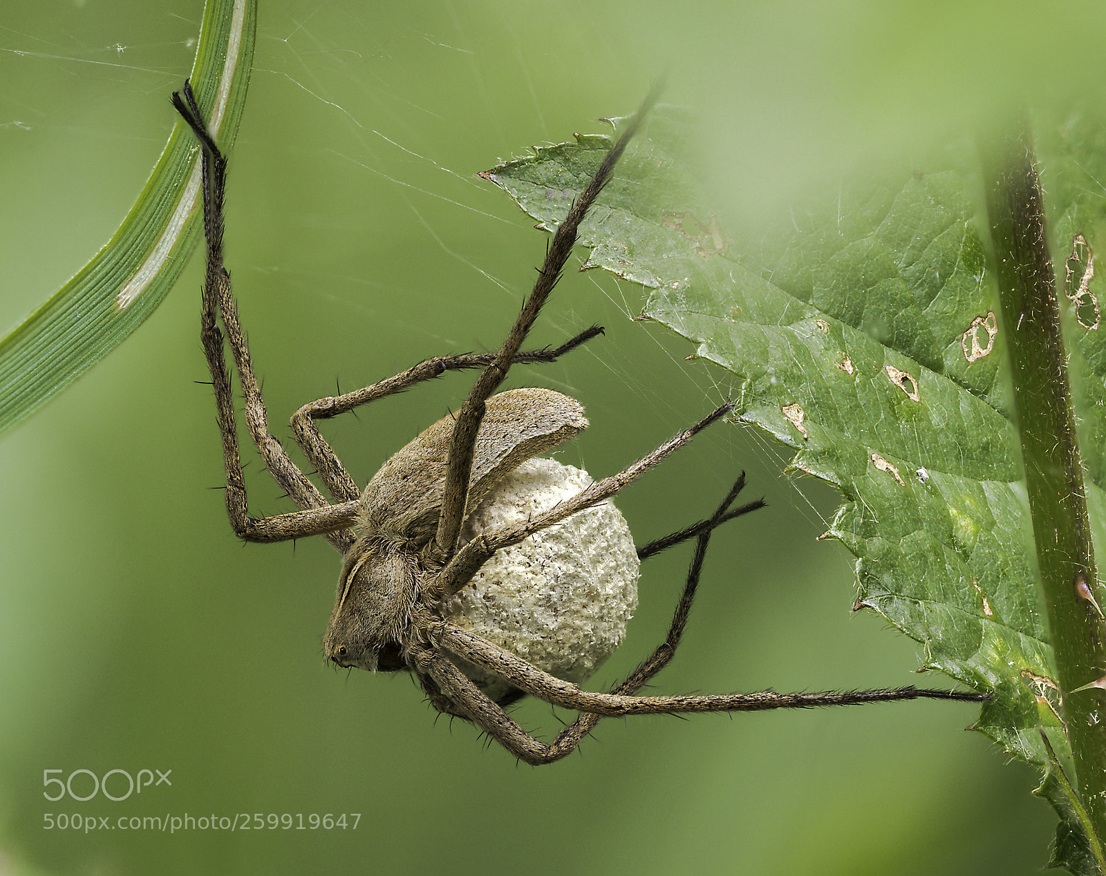 Olympus OM-D E-M1 Mark II sample photo. Spider mom photography