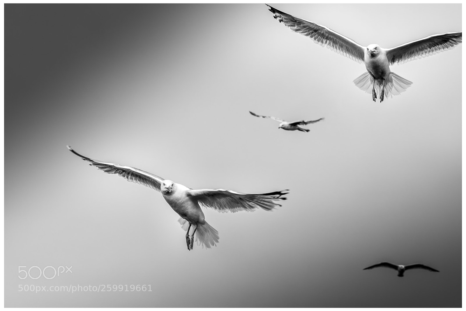 Nikon D810 sample photo. Seagulls group photography