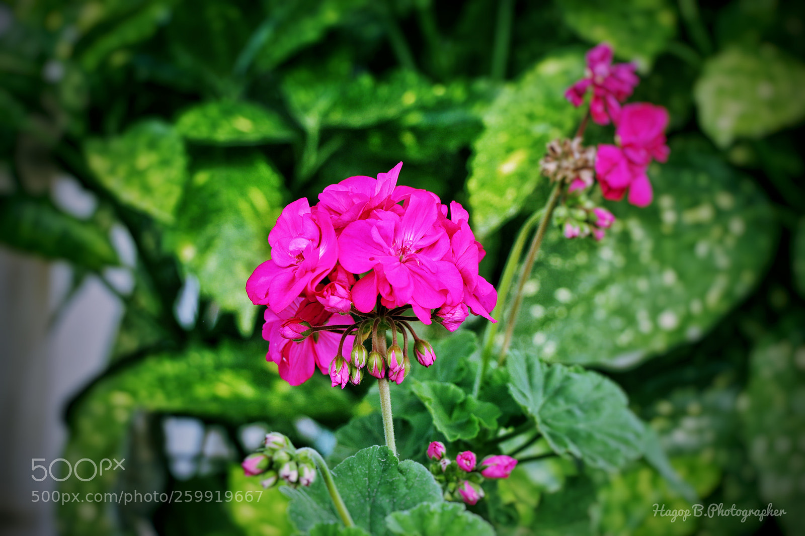 Canon EOS 80D sample photo. Green & red photography