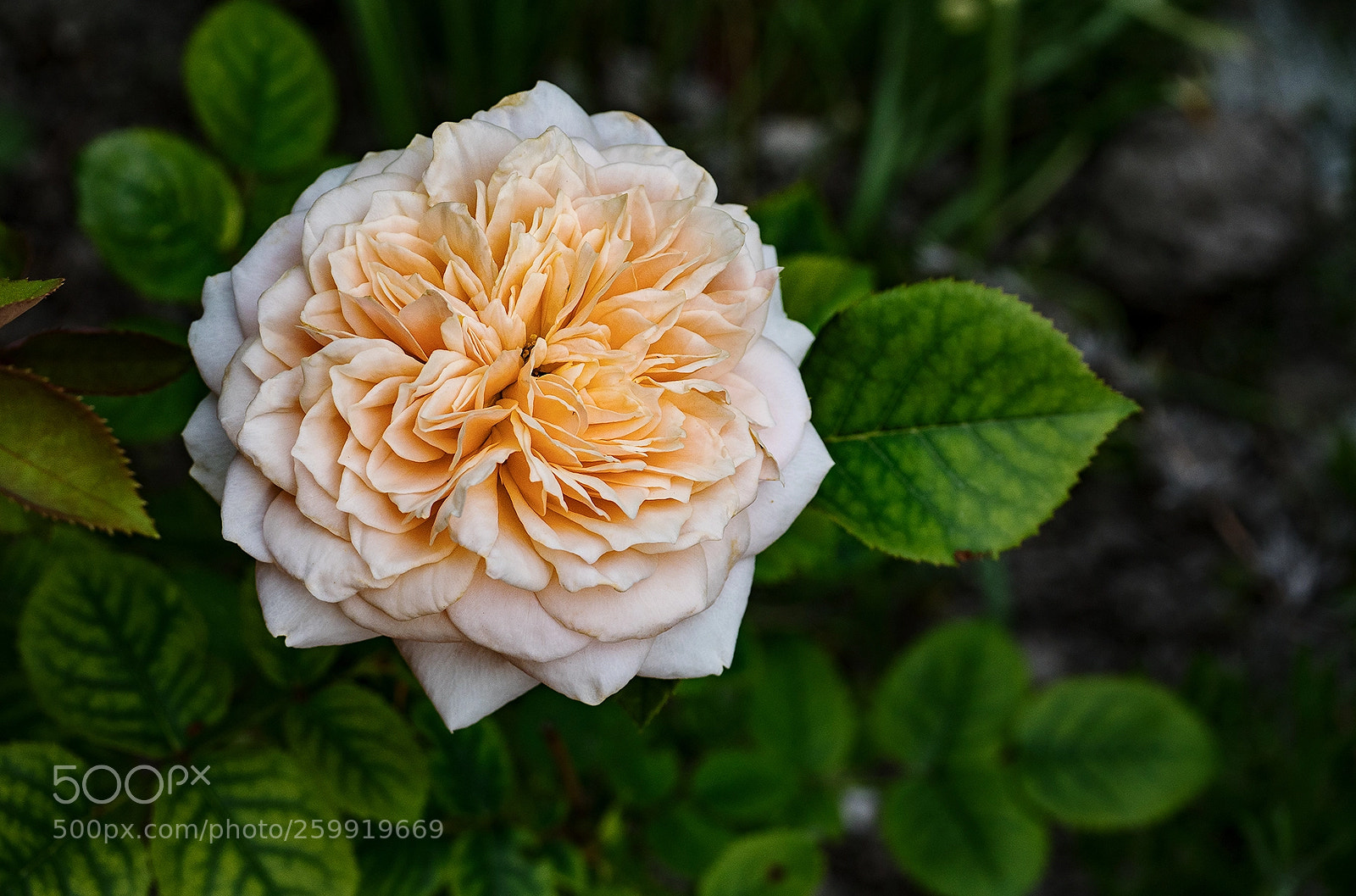 Panasonic Lumix DMC-GX8 sample photo. Here comes the sun photography