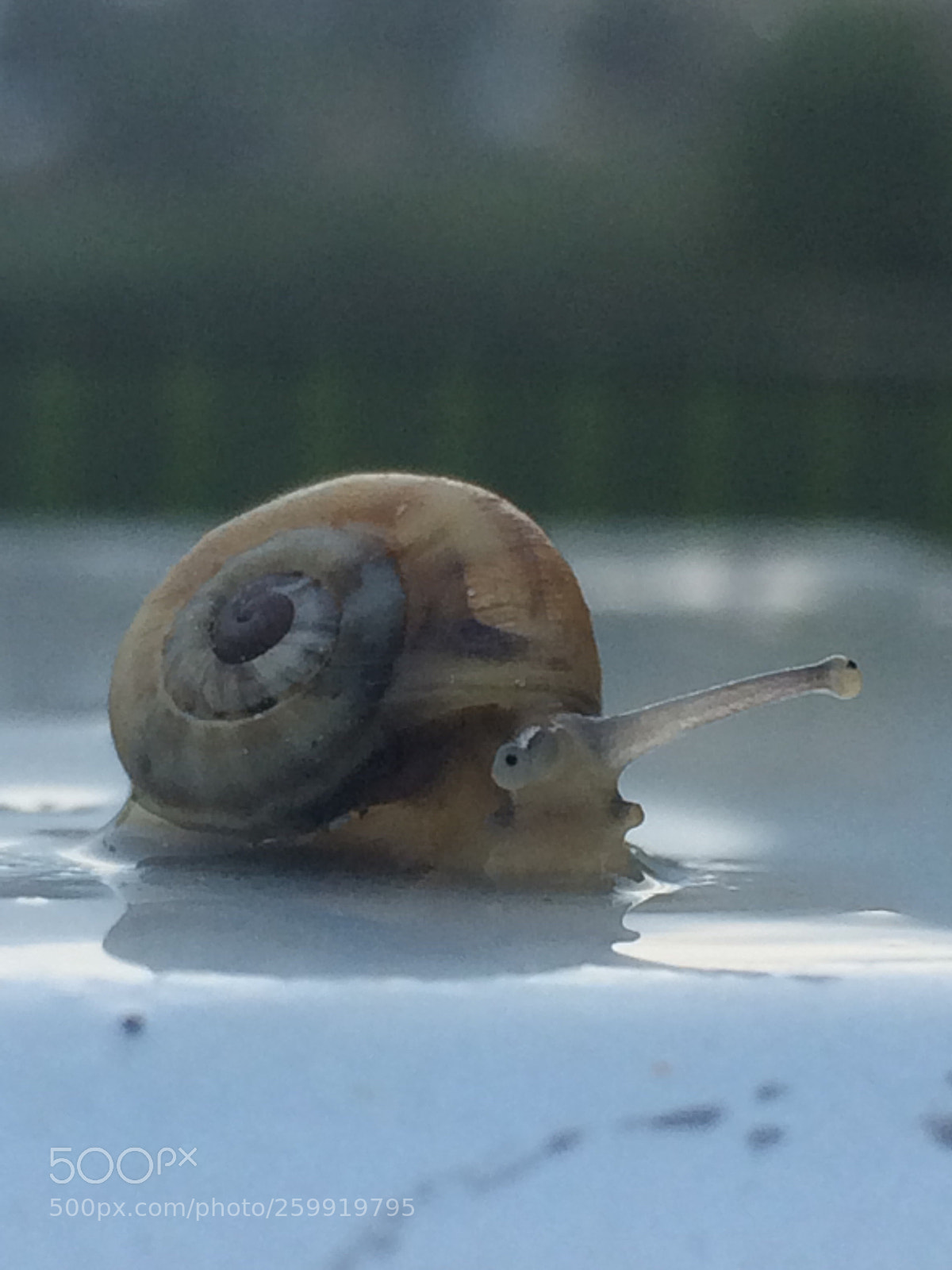 Apple iPhone 5s sample photo. Small snail... photography