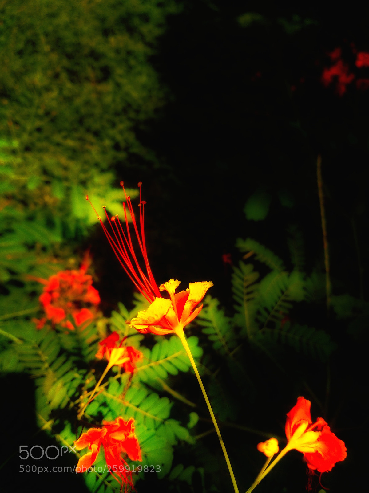 Xiaomi Redmi 3S sample photo. Beauty of nature photography
