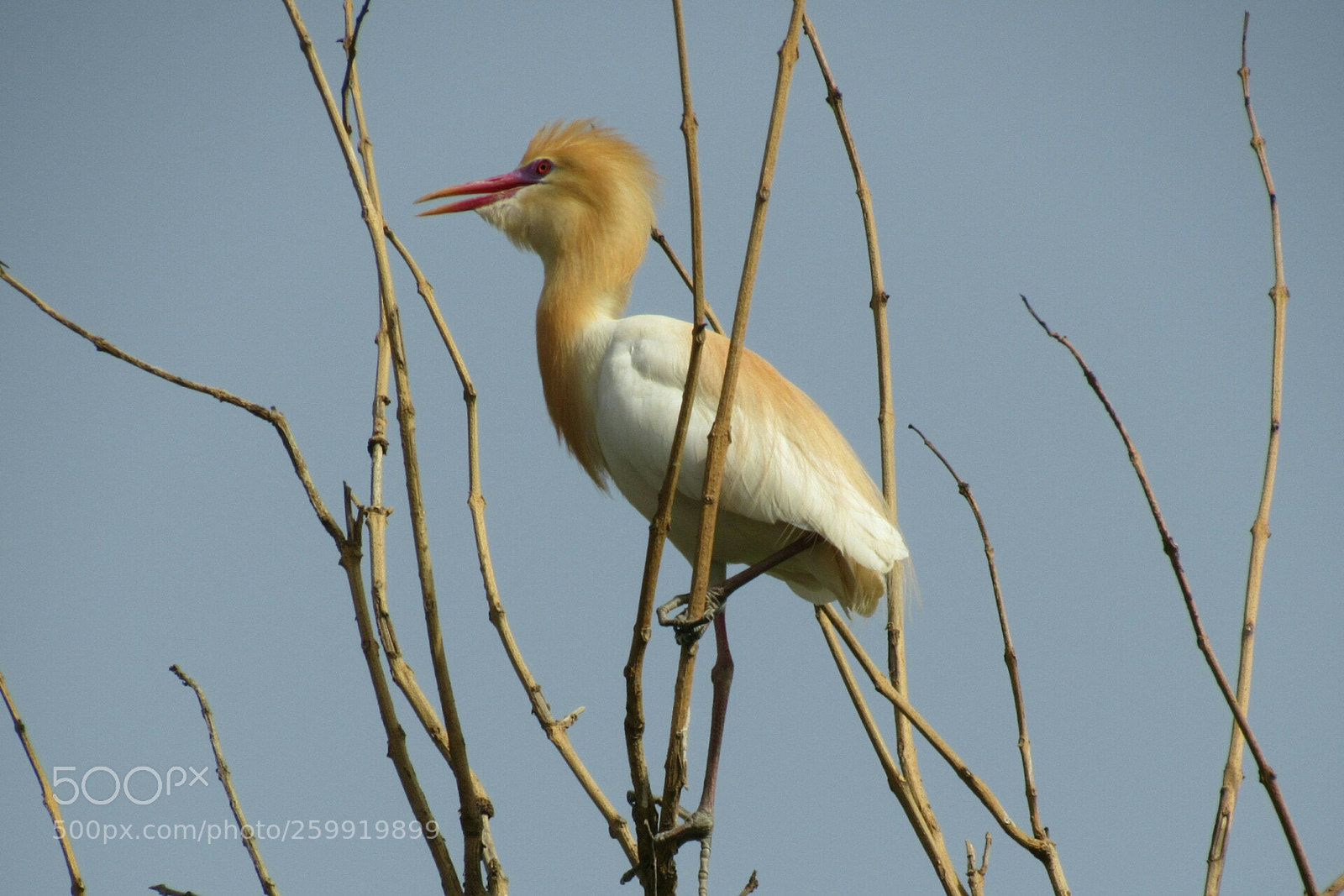 Canon PowerShot SX530 HS sample photo. Cattle egret photography