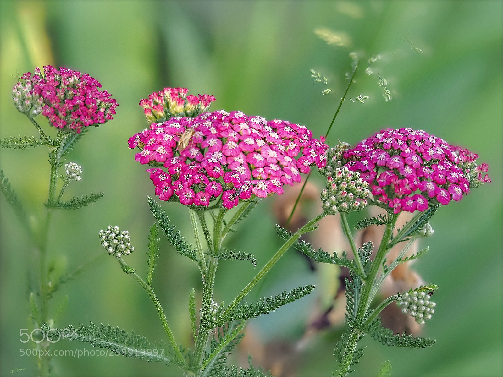 Olympus OM-D E-M1 Mark II sample photo. Red yarrow photography