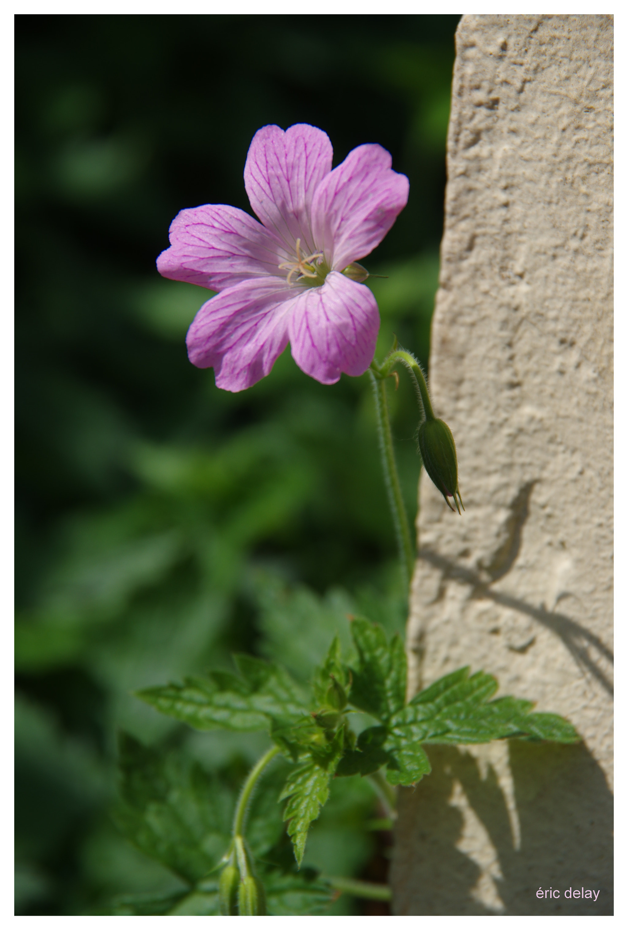 Pentax K-3 sample photo. Flower photography