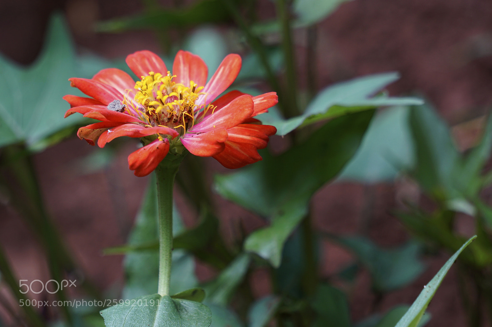 Sony a6000 sample photo. Red at the day photography