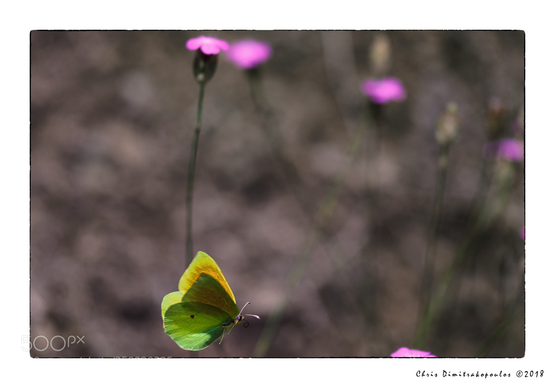 Nikon D7000 sample photo. Low flight photography