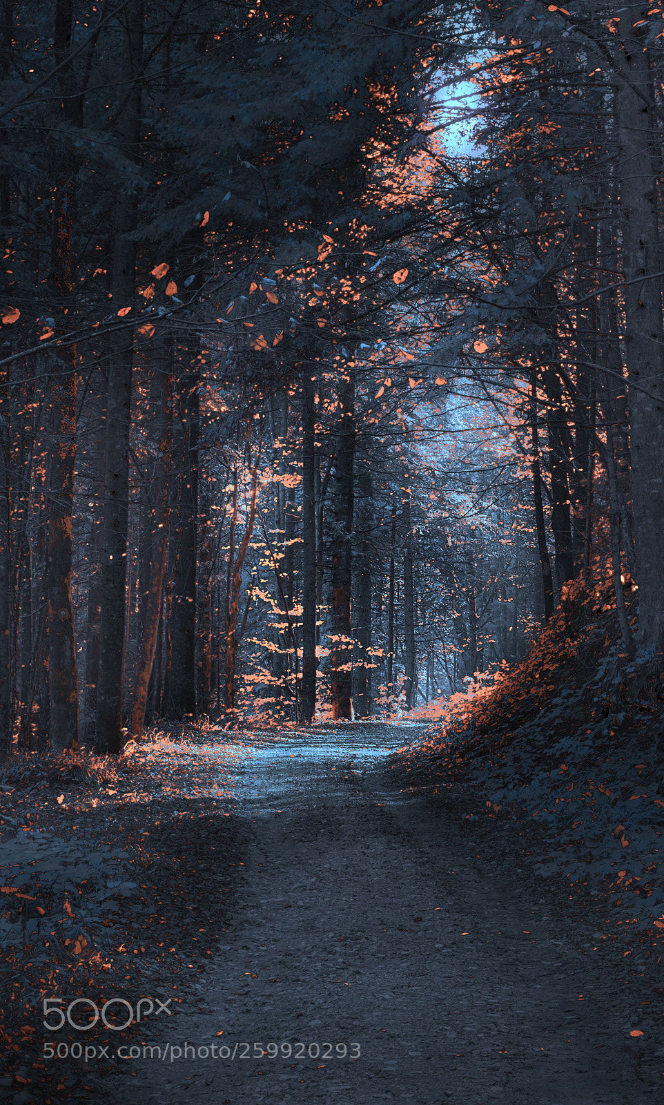 Nikon D610 sample photo. Path photography