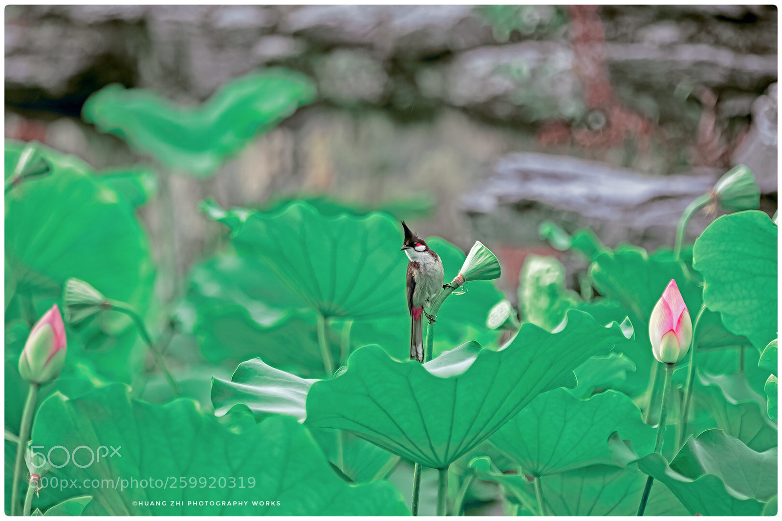 Canon EOS-1D X Mark II sample photo. Birds' twitter and fragrance photography