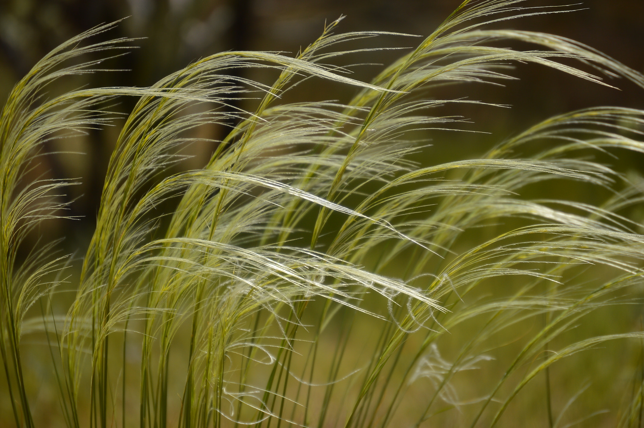 Nikon D3200 sample photo. Windswept photography