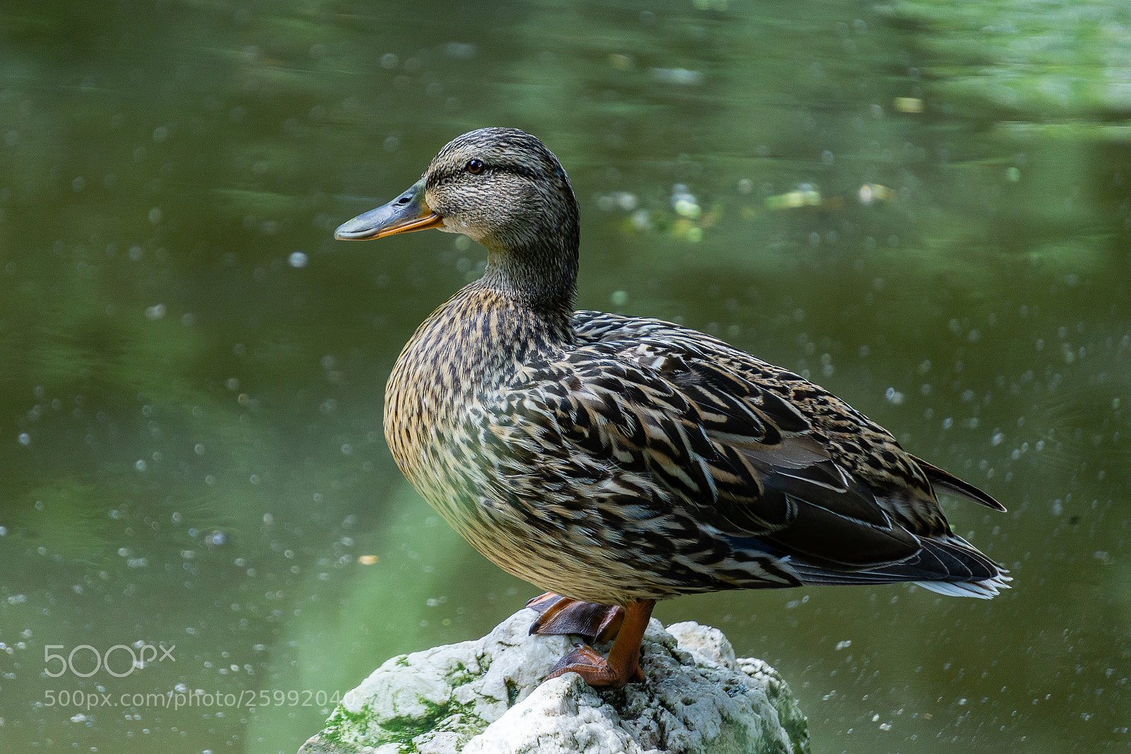 Sony a6000 sample photo. Duck photography