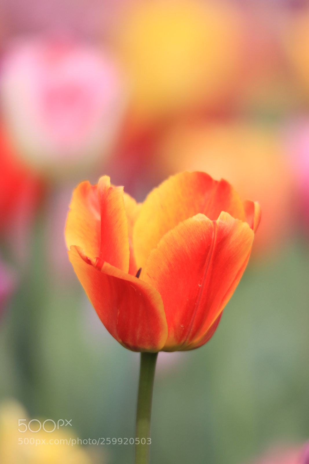 Canon EOS 7D sample photo. Tulip 郁金香 photography