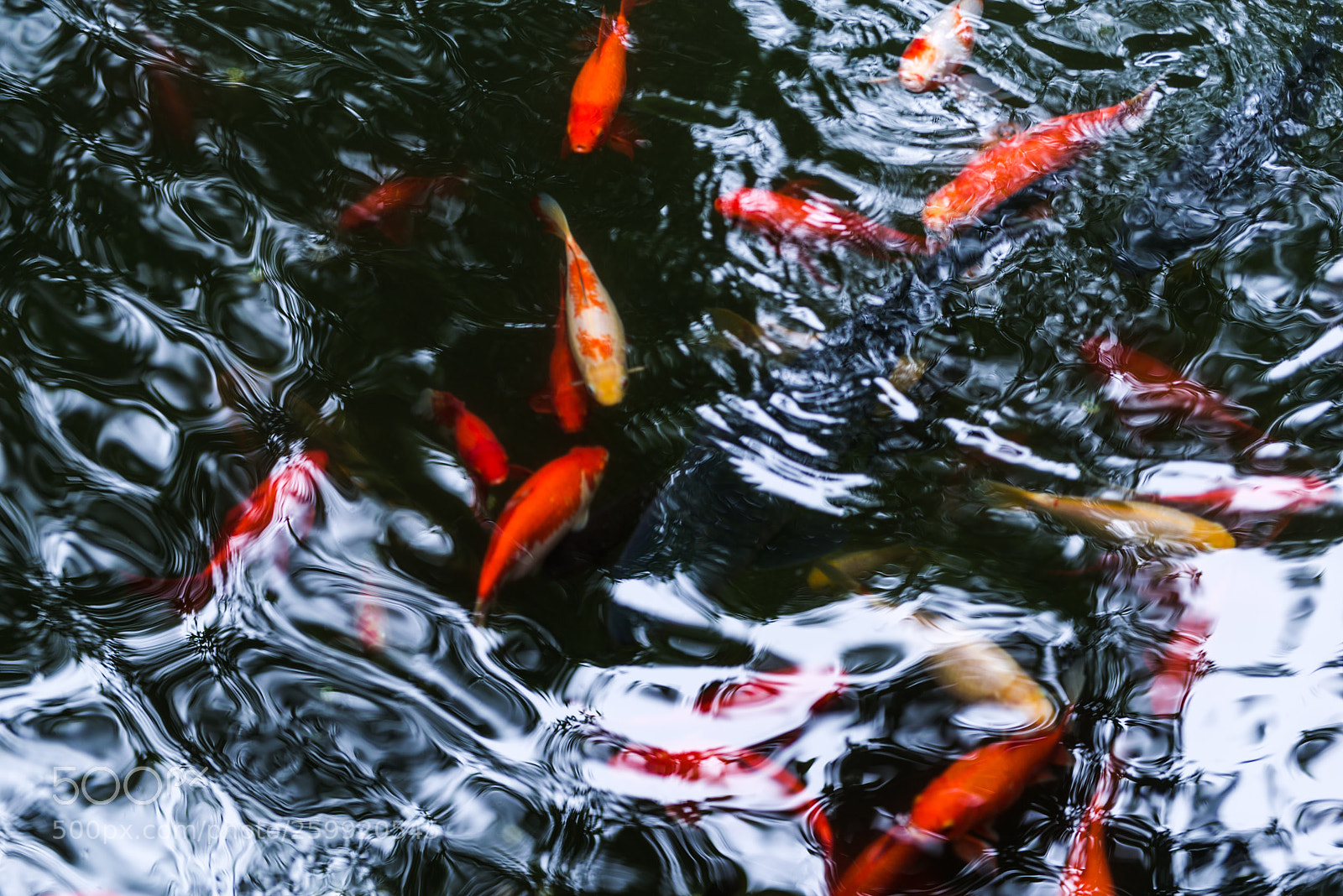 Nikon D800 sample photo. Tranquility photography