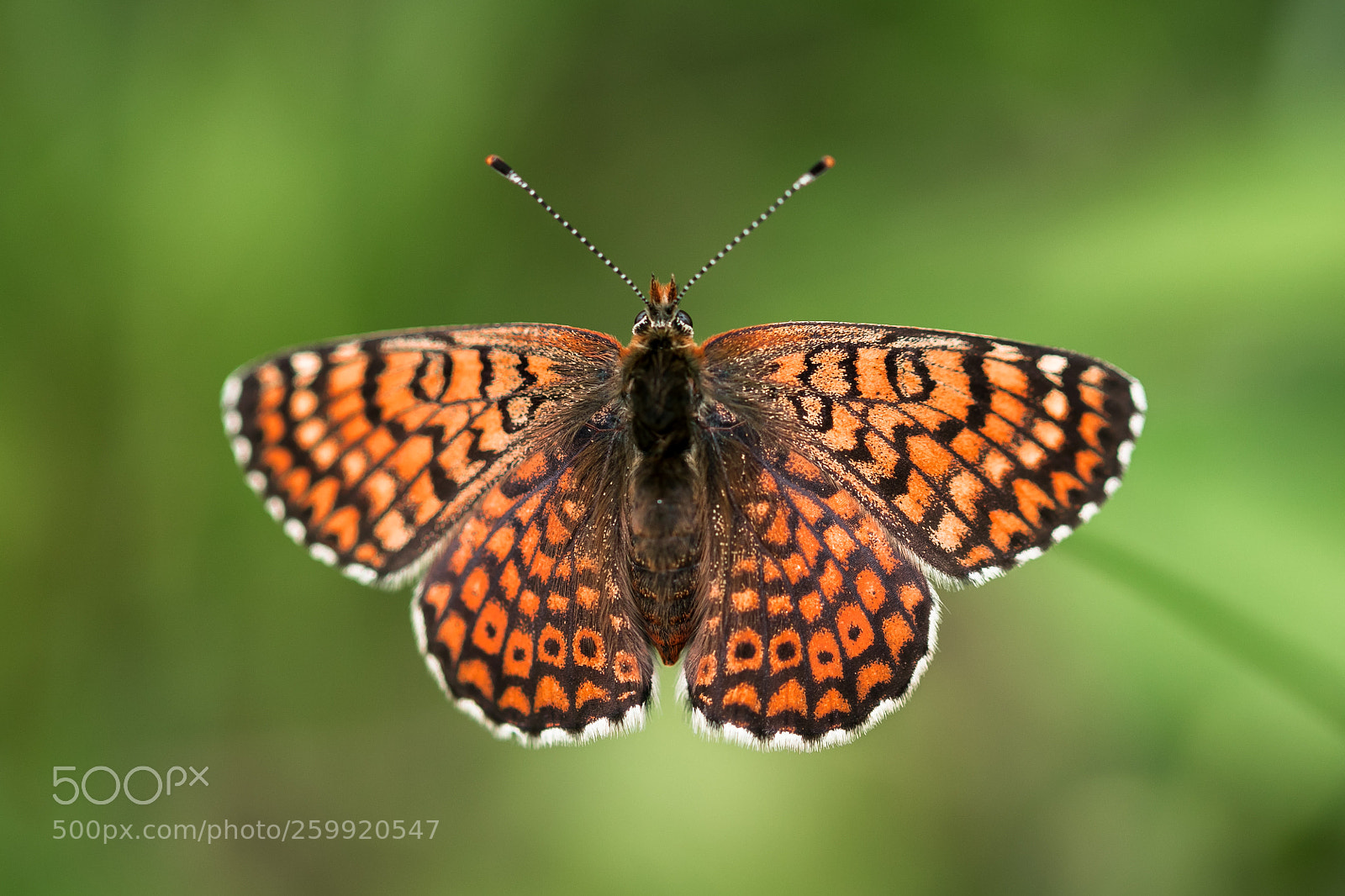 Canon EOS 80D sample photo. Melitaea cinxia photography