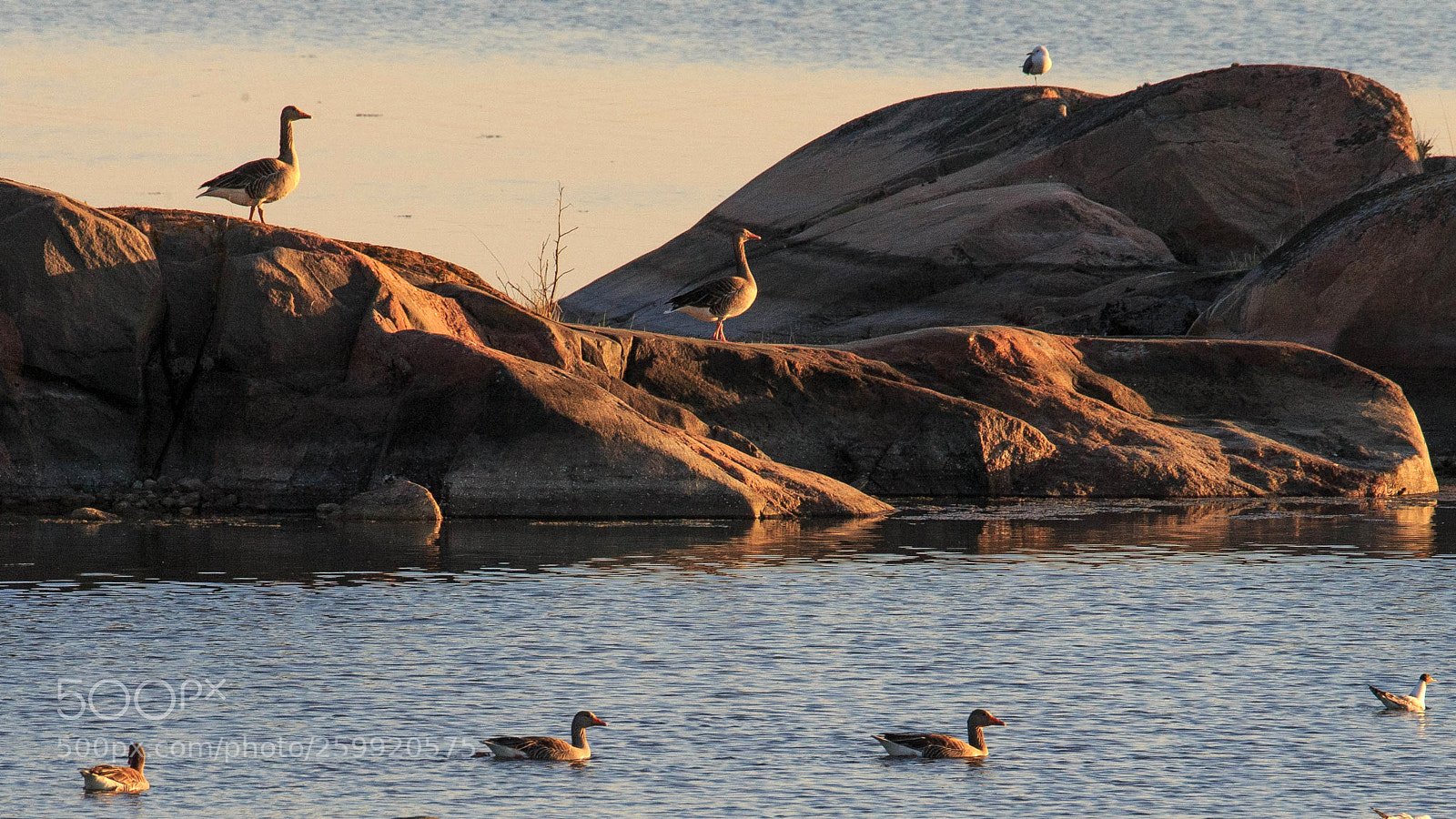 Canon EOS-1D X sample photo. Greylag gooses departimg photography