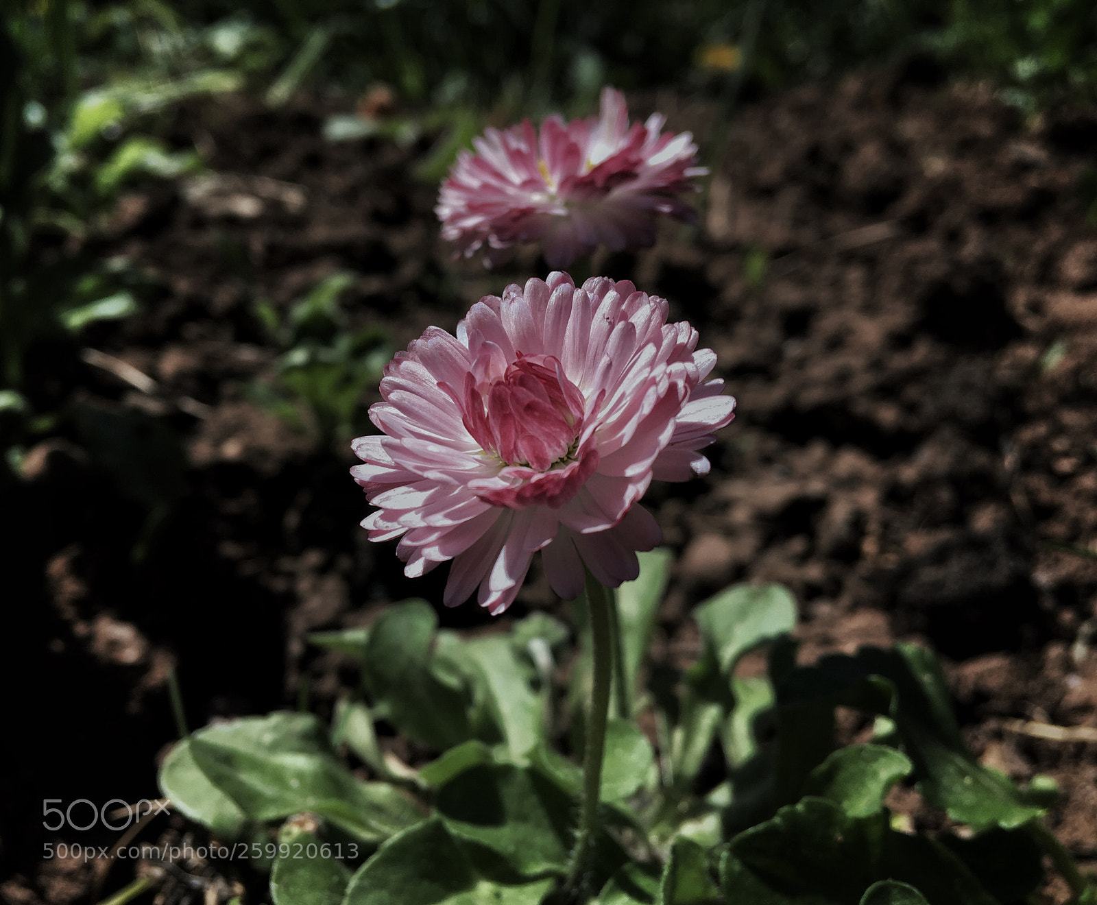 Apple iPhone SE sample photo. Flower #8 photography
