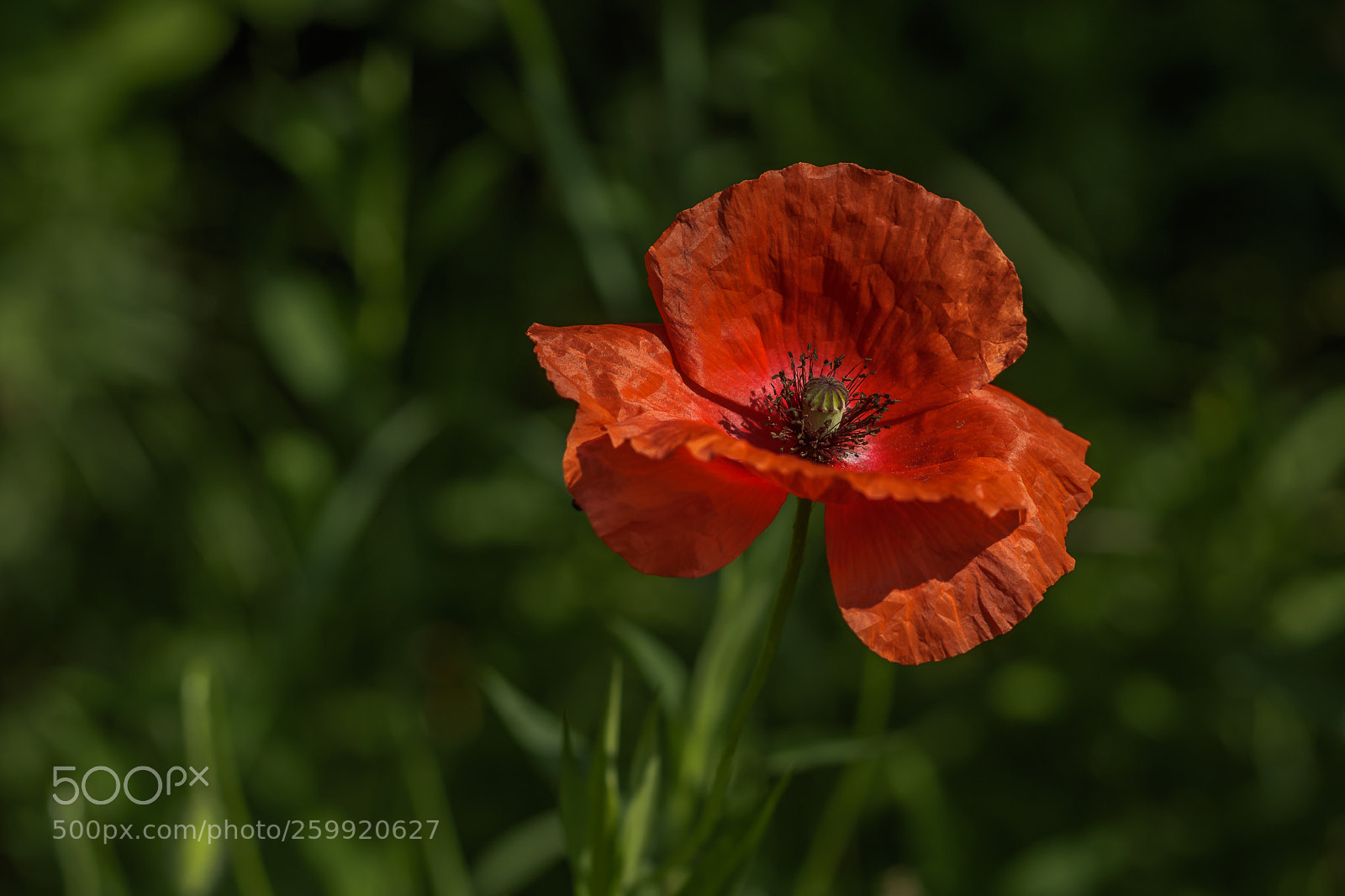 Canon EOS 760D (EOS Rebel T6s / EOS 8000D) sample photo. Small red in the photography