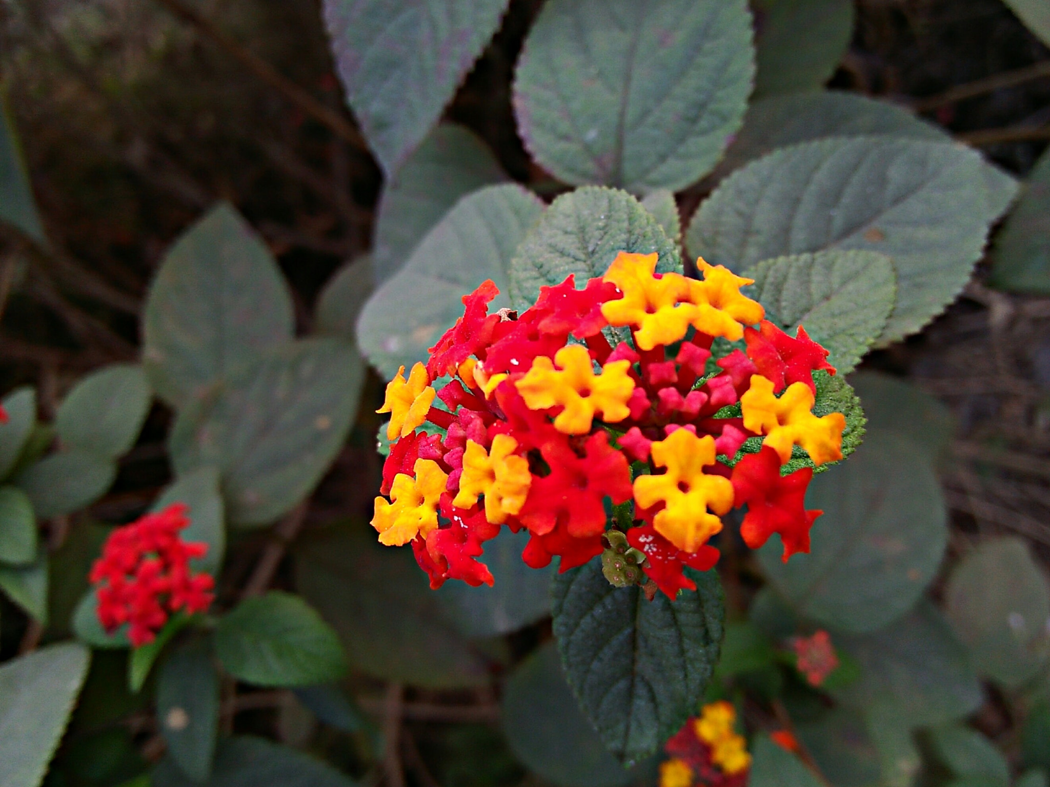 OPPO A37fw-International sample photo. Flower_art...!! photography