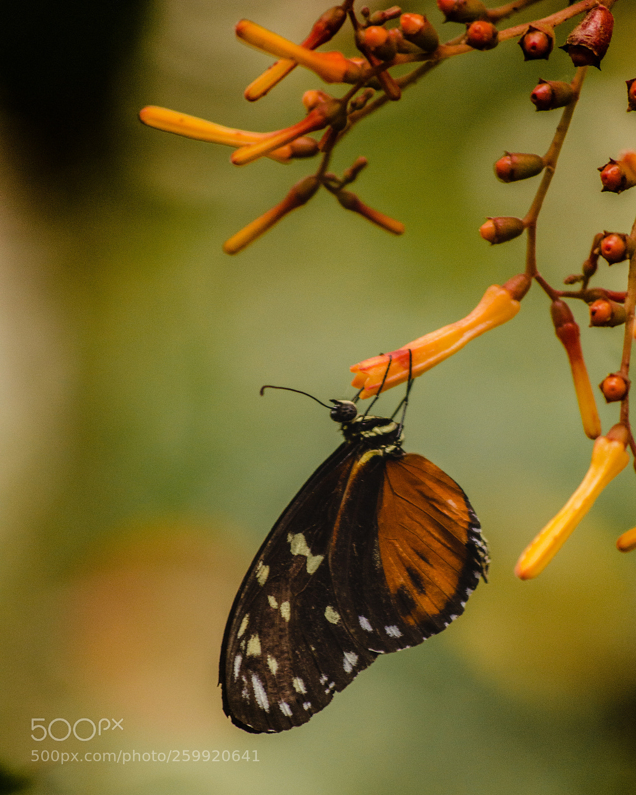 Nikon D3200 sample photo. Le vole libre d'un photography