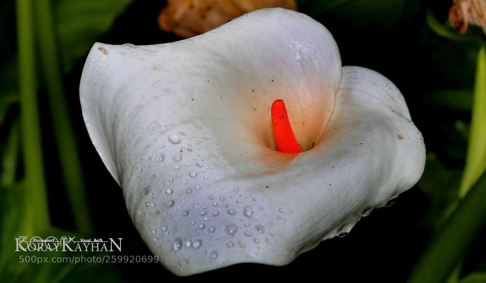 Canon EOS 6D sample photo. Beyaz antoryum (arum lily) photography