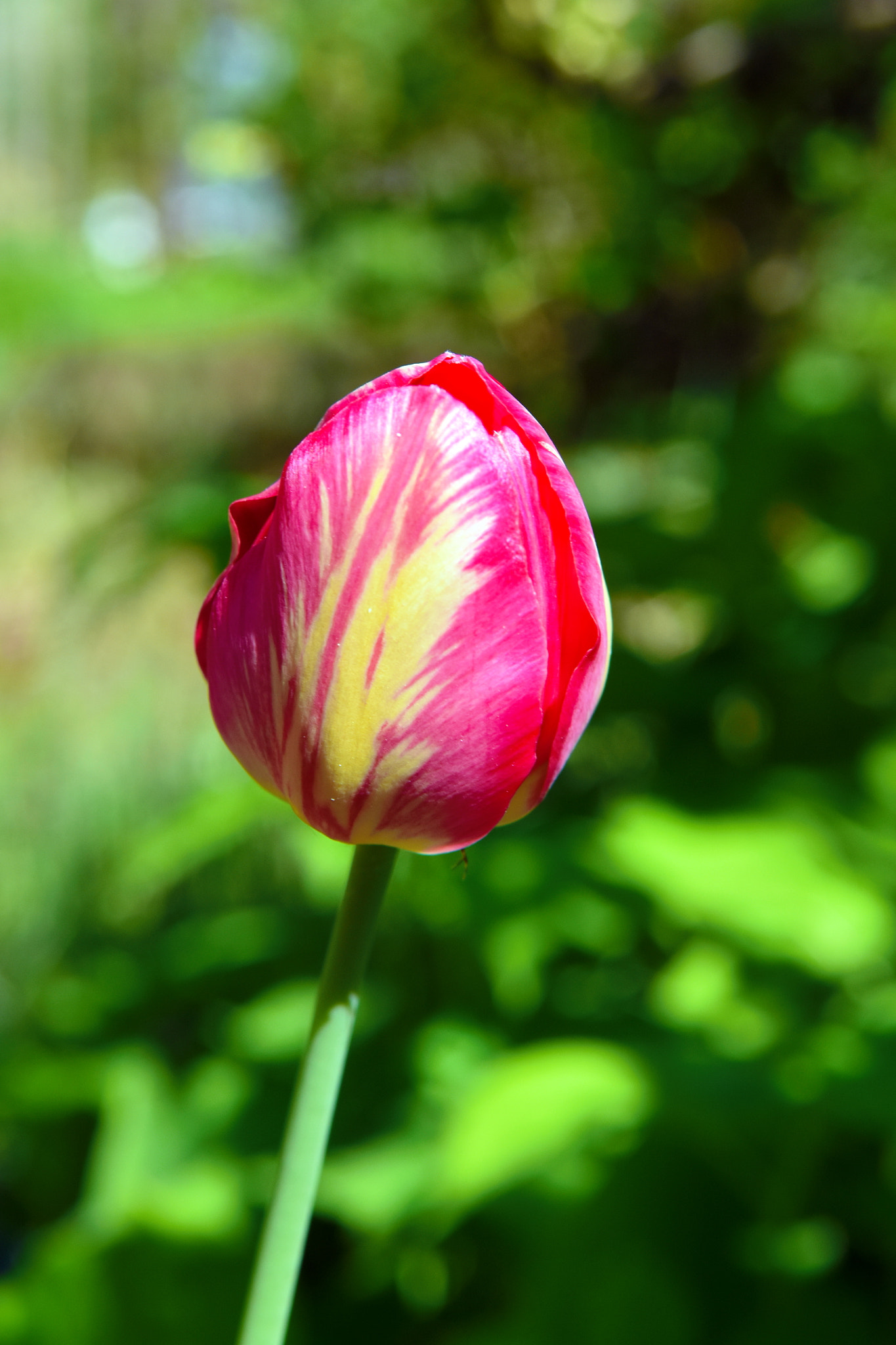 Nikon D7200 sample photo. Tulip photography