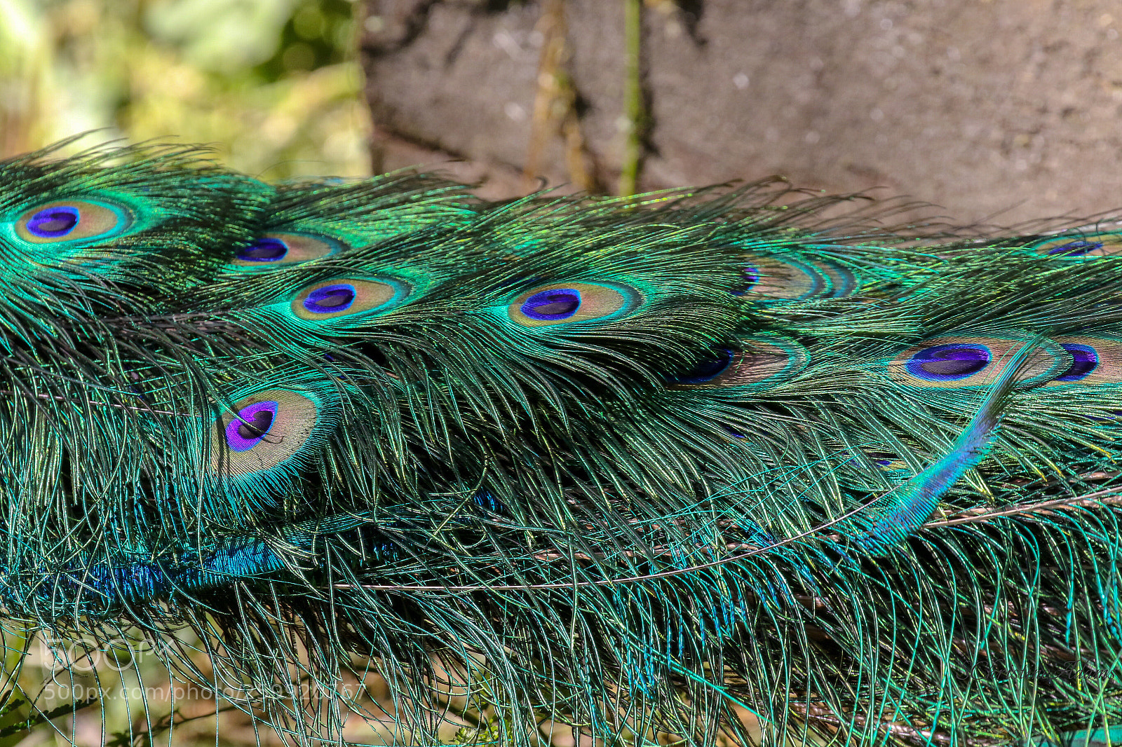Canon EOS 7D Mark II sample photo. Royal plumage photography