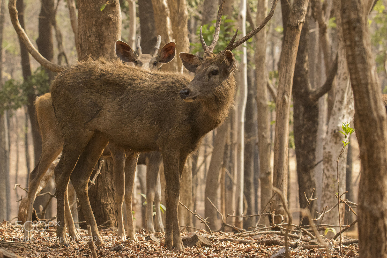 Canon EOS 7D Mark II sample photo. Deer photography