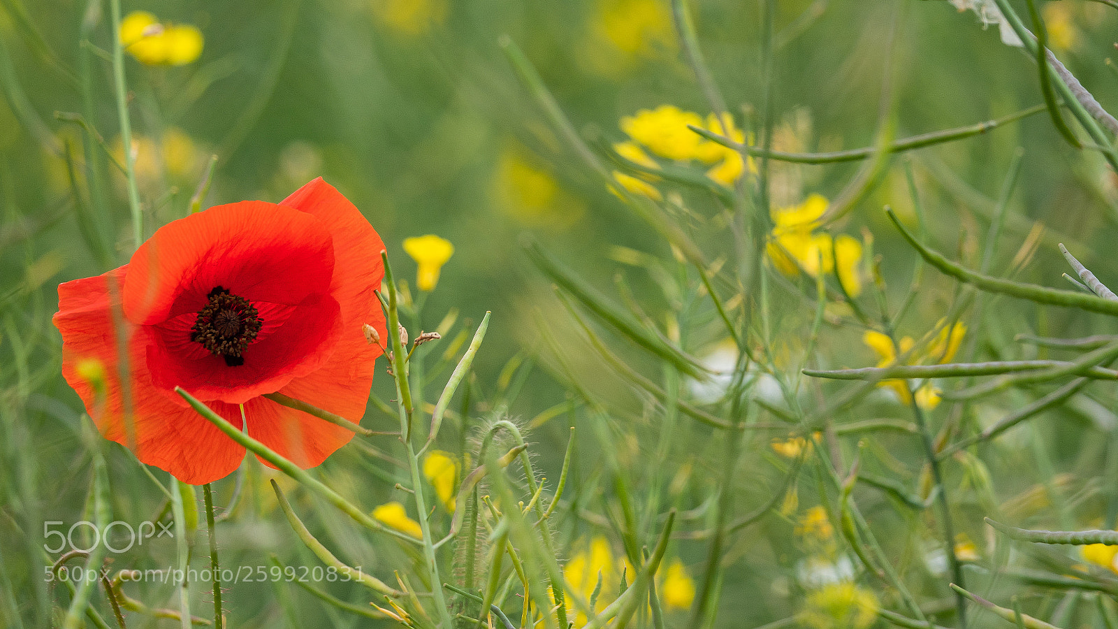 Panasonic Lumix DC-G9 sample photo. Mohnblume photography