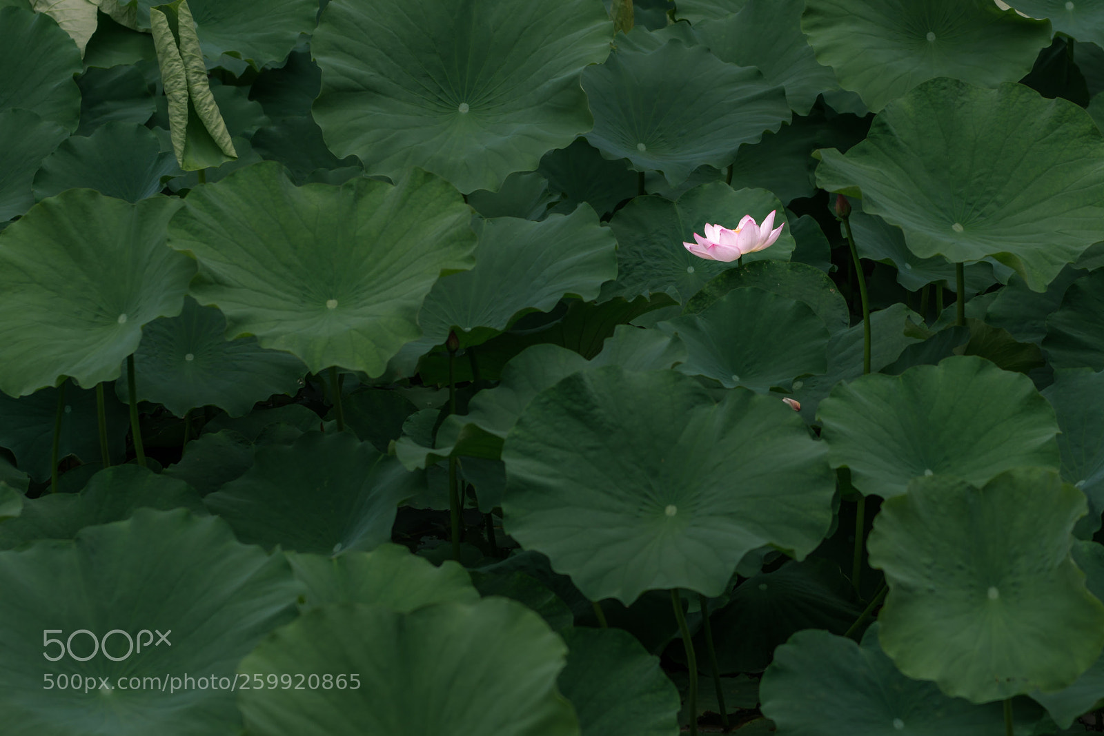 Nikon D800 sample photo. Vitality photography