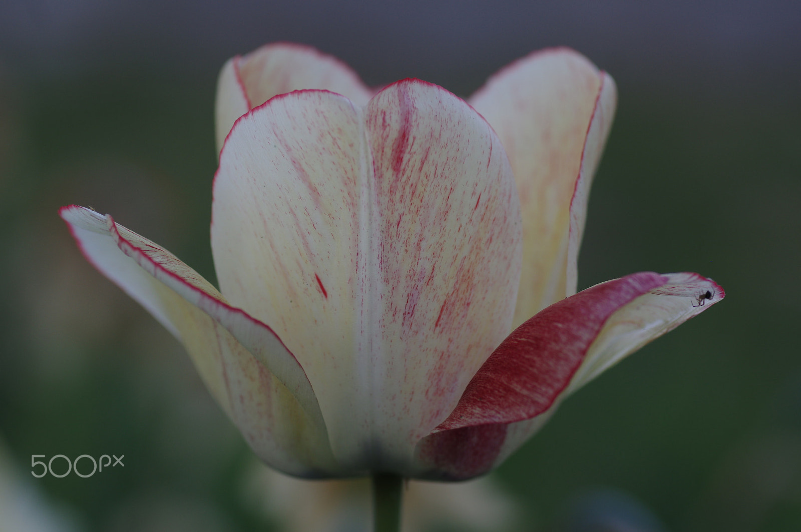 Pentax smc D-FA 100mm F2.8 Macro WR sample photo. White tulip photography