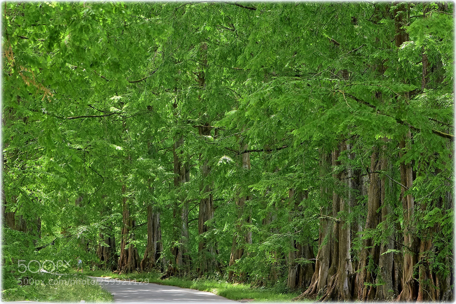 Nikon D7200 sample photo. "allee" photography