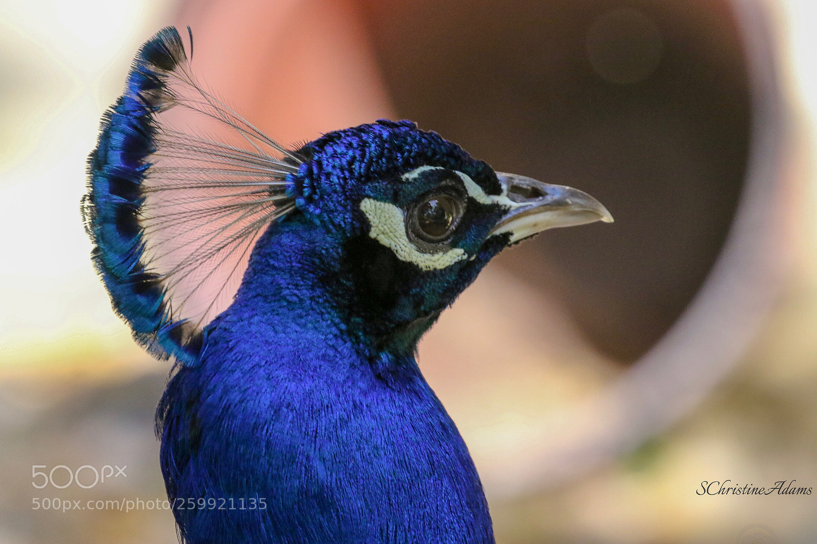 Canon EOS 7D Mark II sample photo. Peacock photography