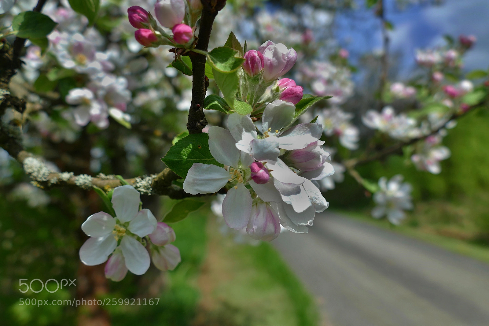 Panasonic Lumix DMC-FZ1000 sample photo. Apple blossom photography