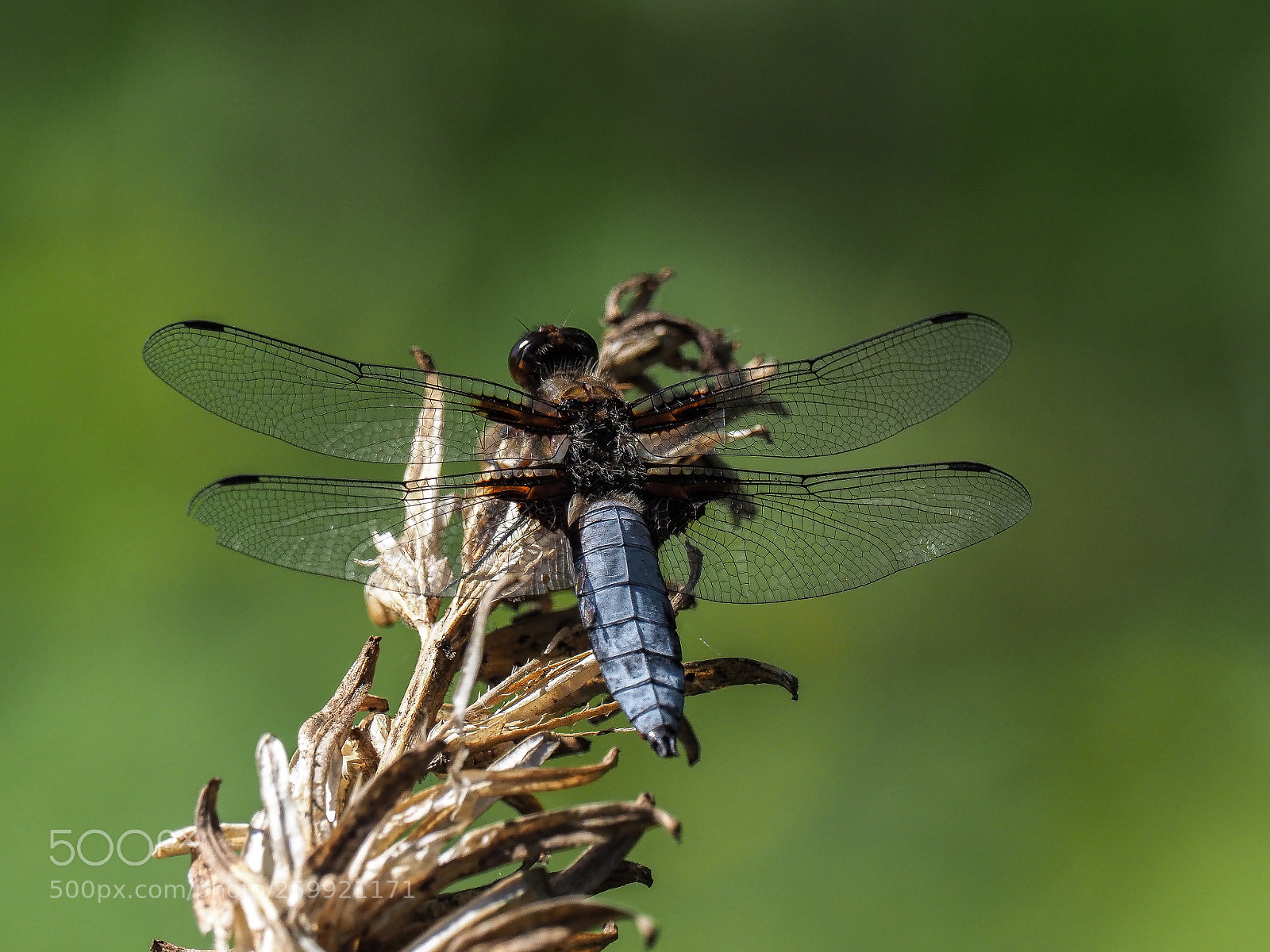 Olympus OM-D E-M1 Mark II sample photo. Dragonfly (libellula depressa) photography