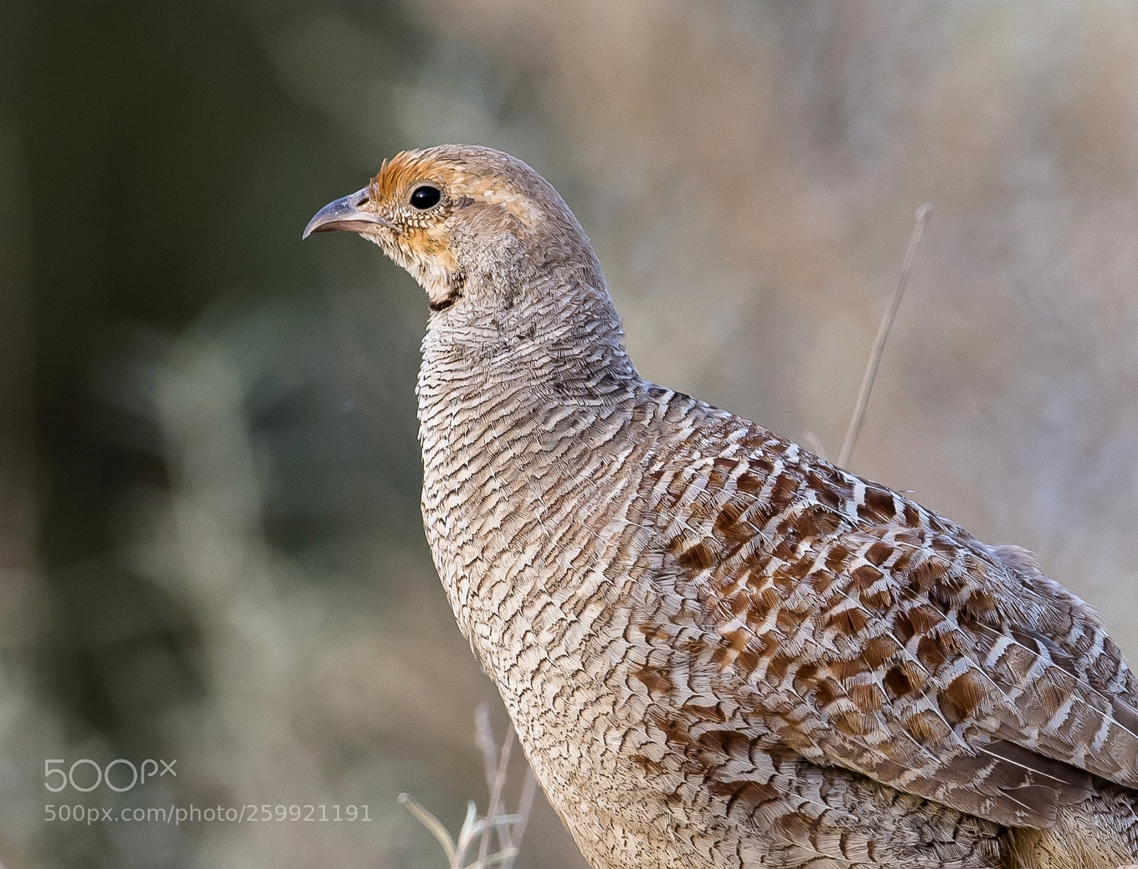 Nikon D5 sample photo. Portrait of grey partridge photography