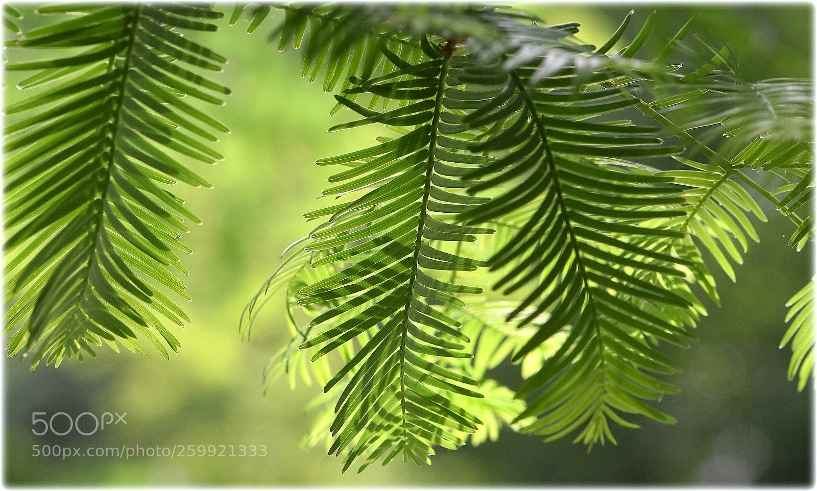 Nikon D7200 sample photo. "green" photography