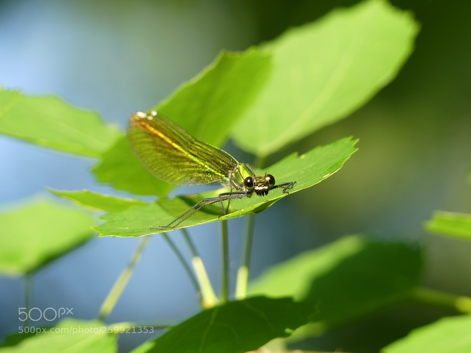 Panasonic Lumix DMC-FZ300 sample photo. Sunbathing photography